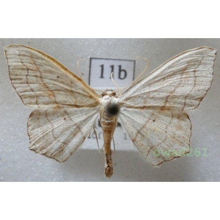 Scopula imitaria (Hübner, 1799) Croatia11b